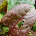 Rumex acetosa 'Purpurea'
